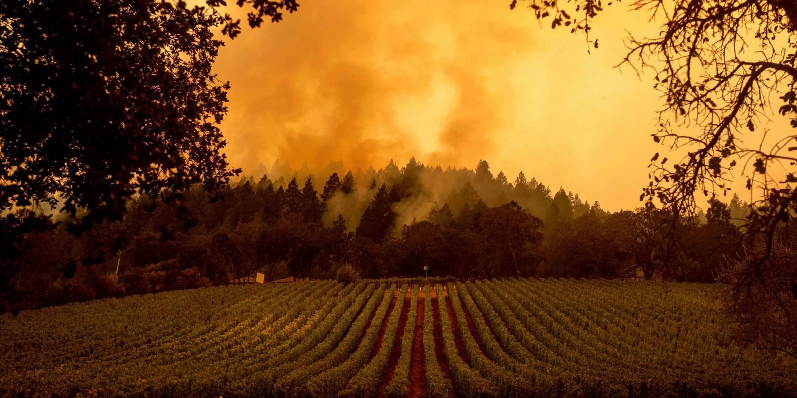 How California Wineries Are Preparing for the 2021 Wildfire Season