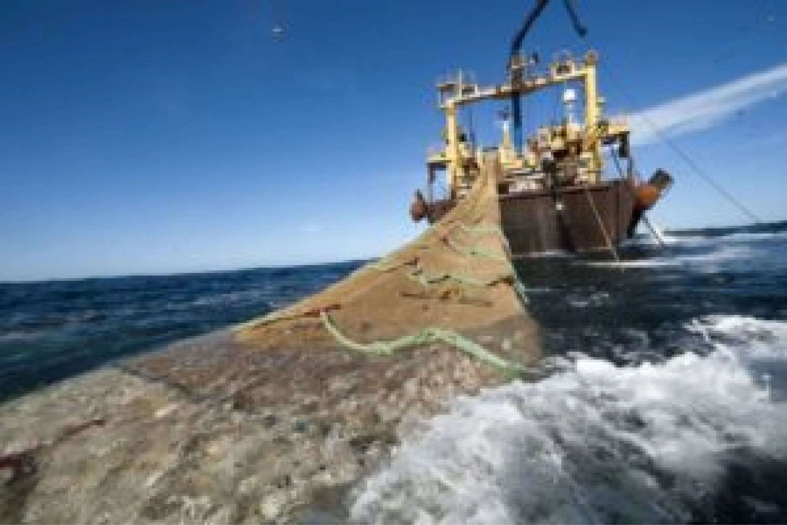 Los peces del mar chileno se están agotando: informe oficial revela que 57% de las especies se encuentra en estado crítico