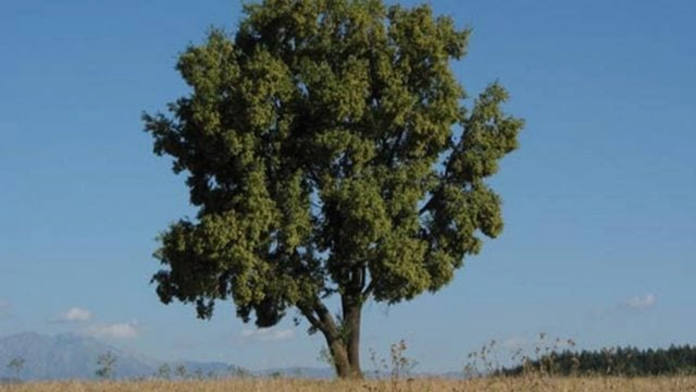 The Tree That Could Help Stop the Pandemic